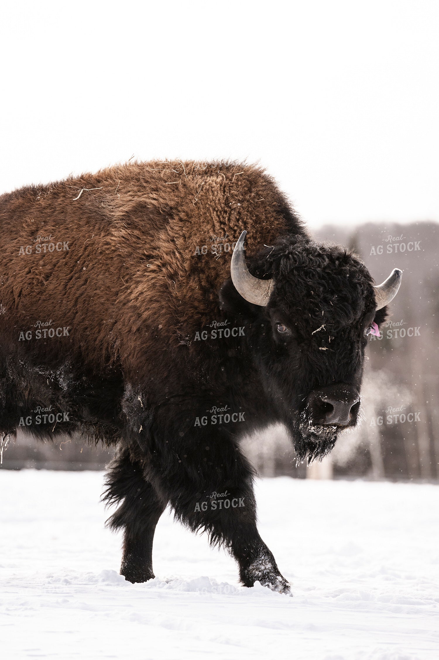 American Bison 195027
