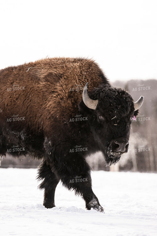 American Bison 195027