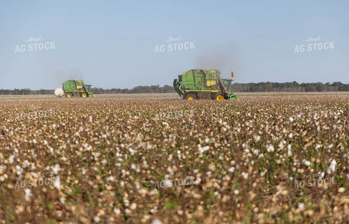 Baling Cotton 79417