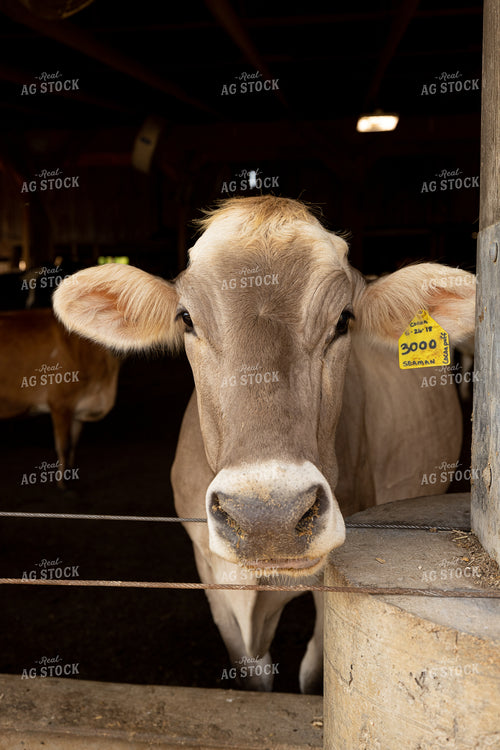 Dairy Cattle in Barn 270385