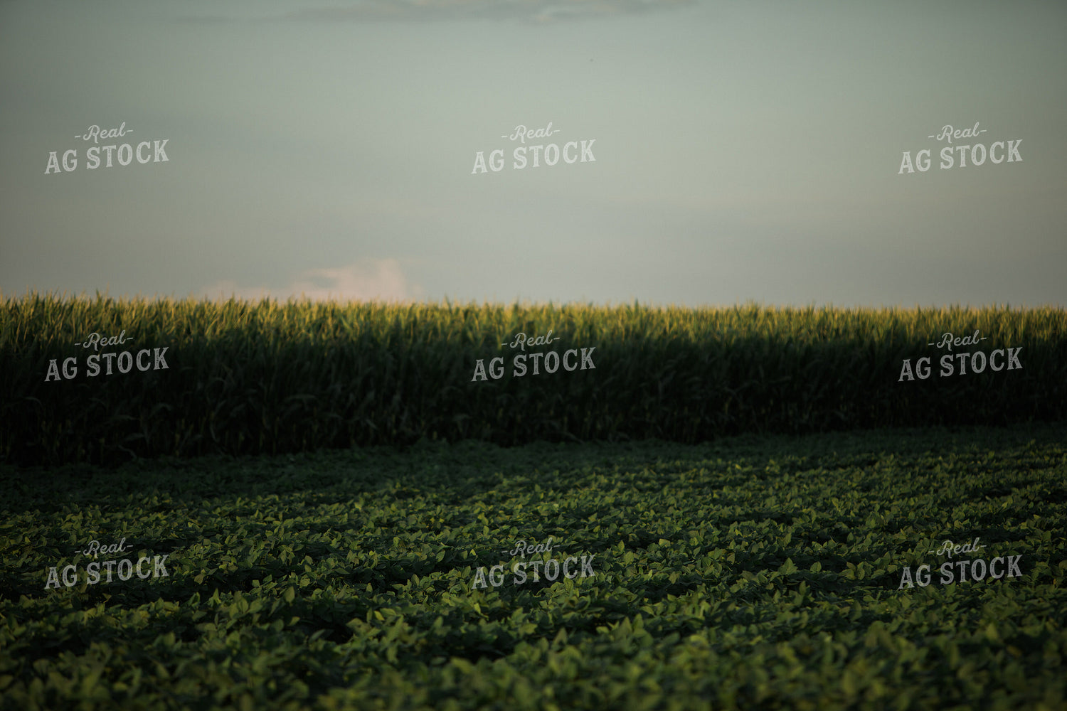 Green Corn and Soybean Field Border 6065