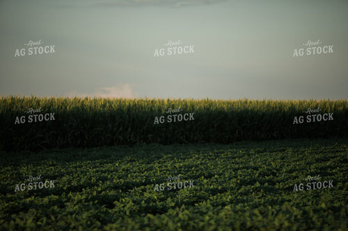 Green Corn and Soybean Field Border 6065