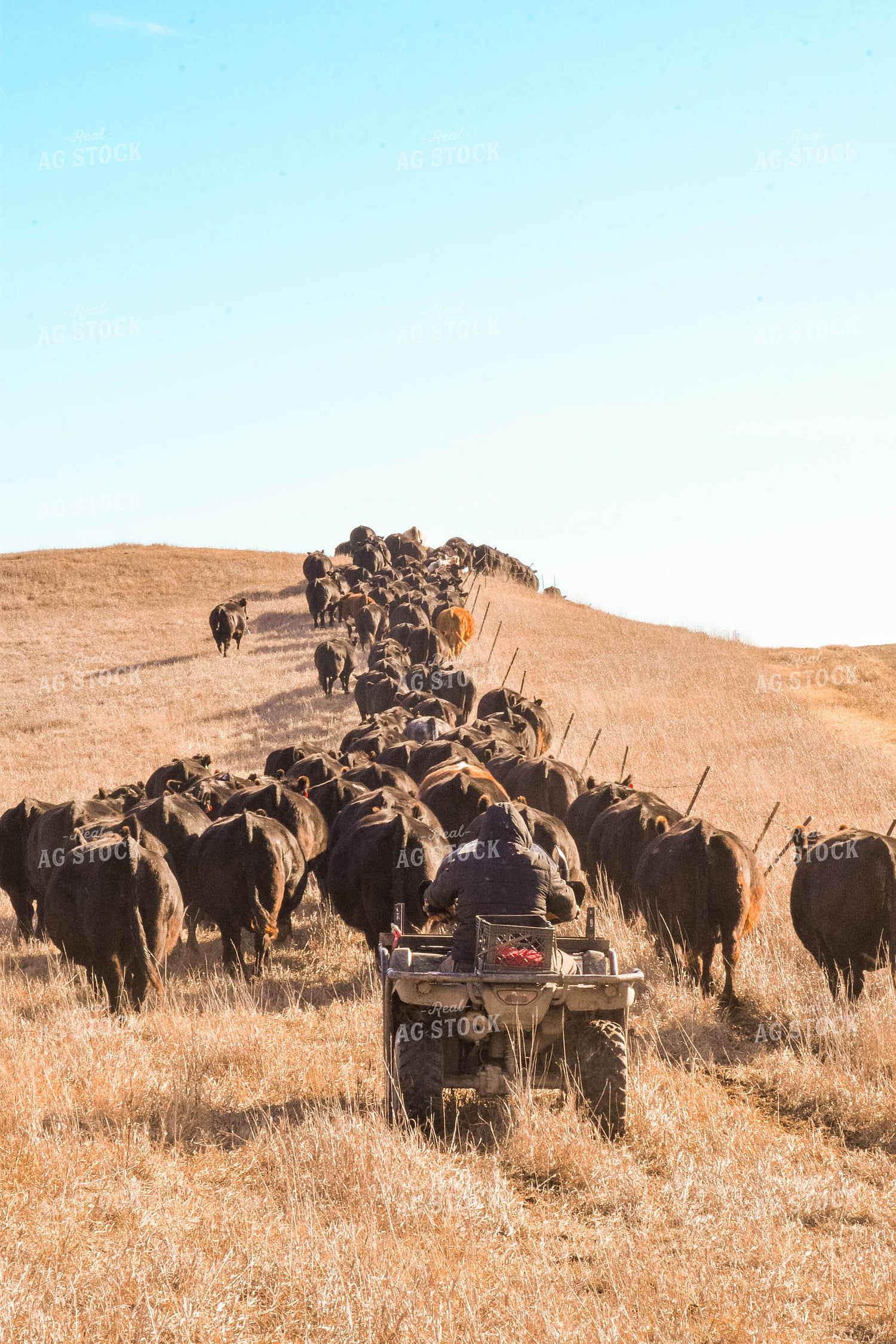 Moving Cattle Herd 299122