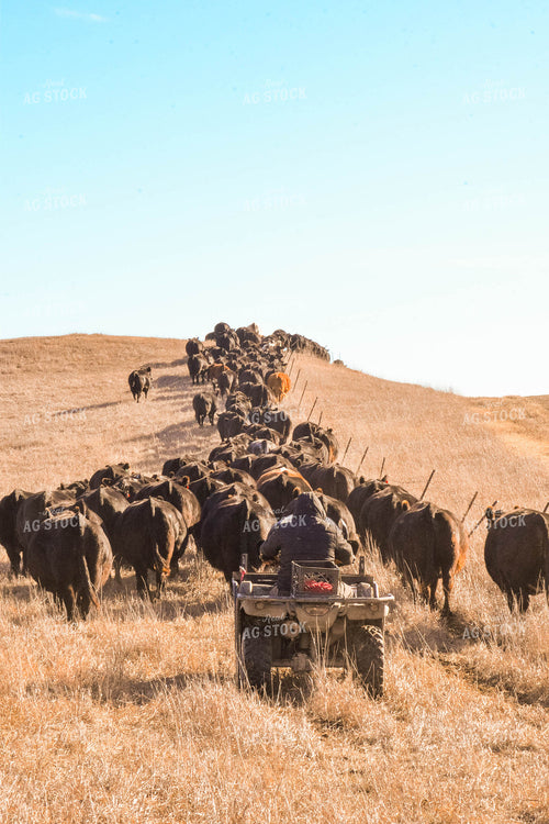 Moving Cattle Herd 299122
