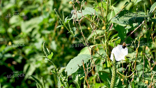 Bee Collecting Pollen from Wildflowers on CRP Land 25058
