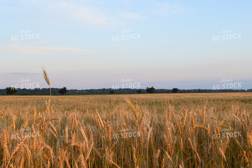 Oats 191184