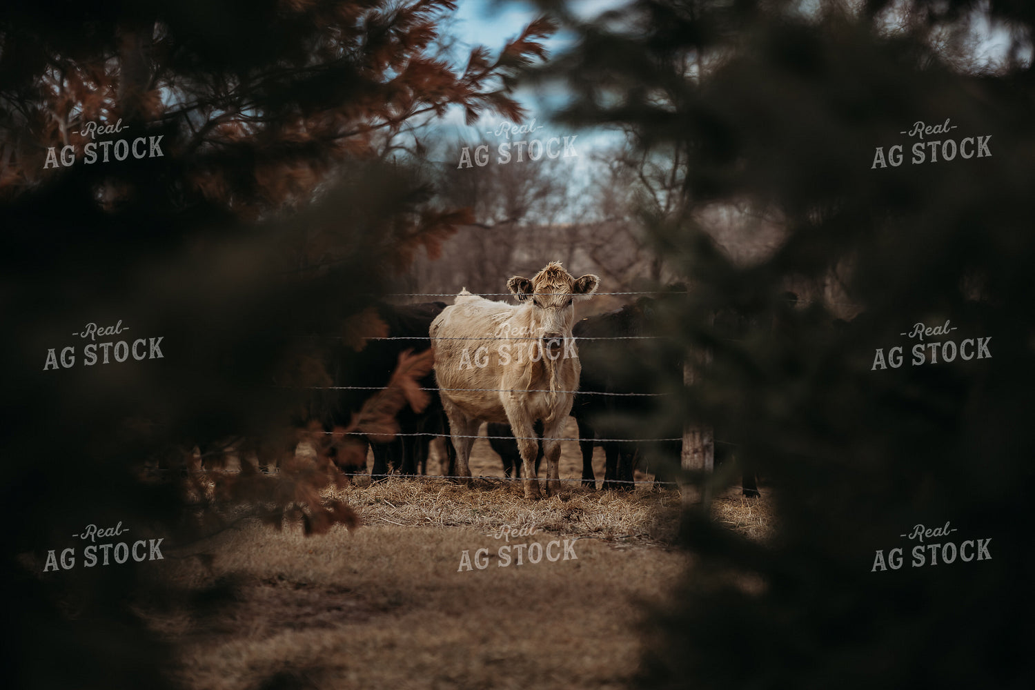 Cattle on Pasture 196198