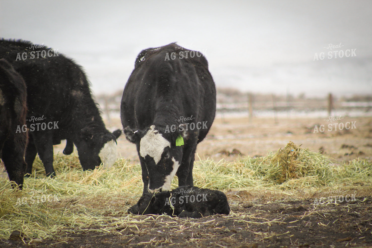 Baldy Cow and Calf Pair 78085