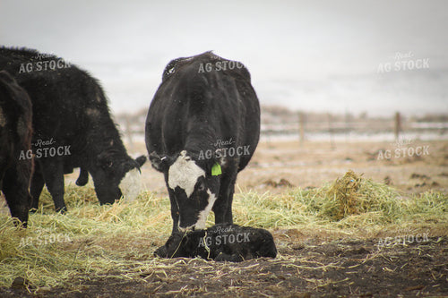 Baldy Cow and Calf Pair 78085