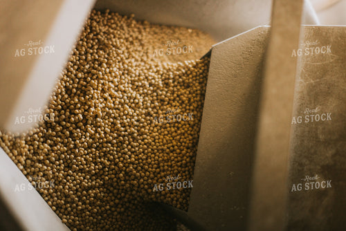 Soybean Seed Flows Through Treater 7578