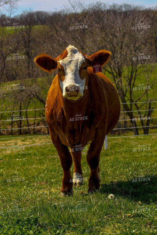Angus on Pasture 217003