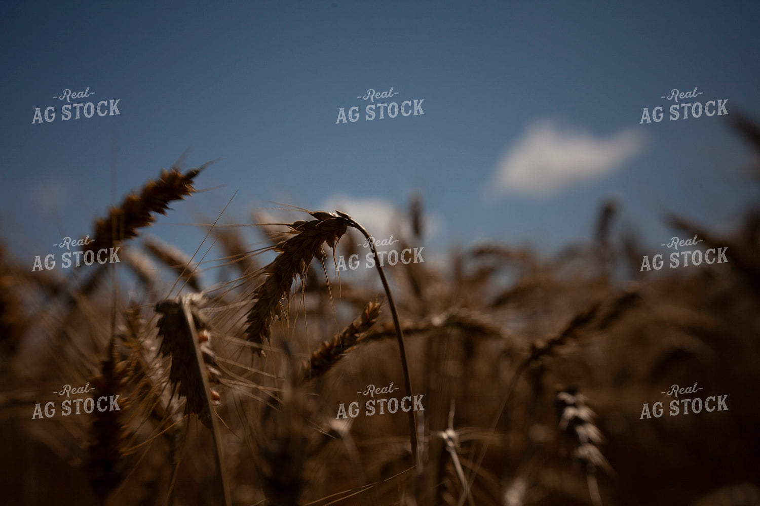 Wheat 2159