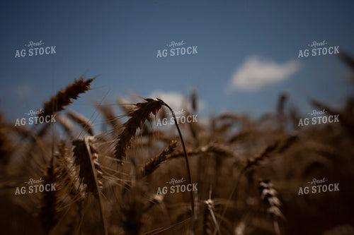 Wheat 2159