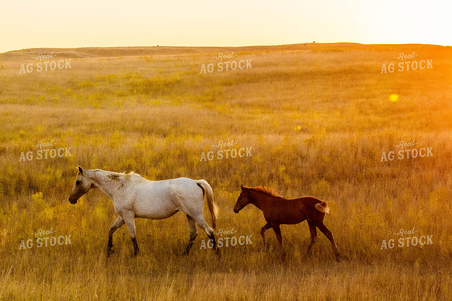 Horse and Foal 299082
