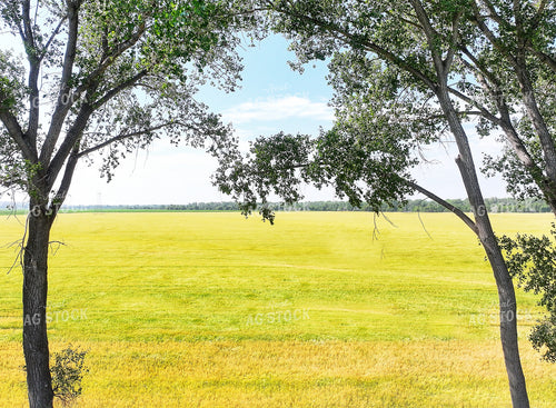 Mid-Season Canola Field 141656