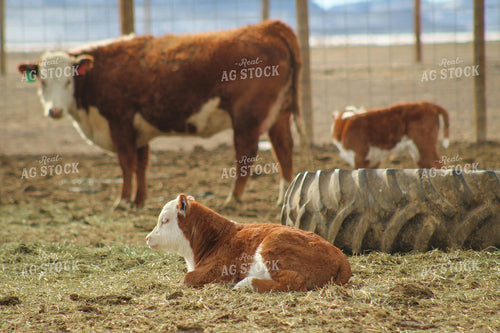 Hereford Cow and Calf Pair 78086