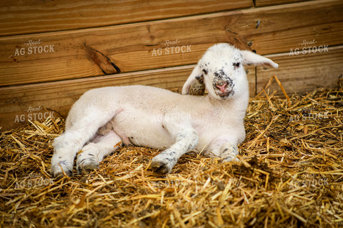 Lamb 84285