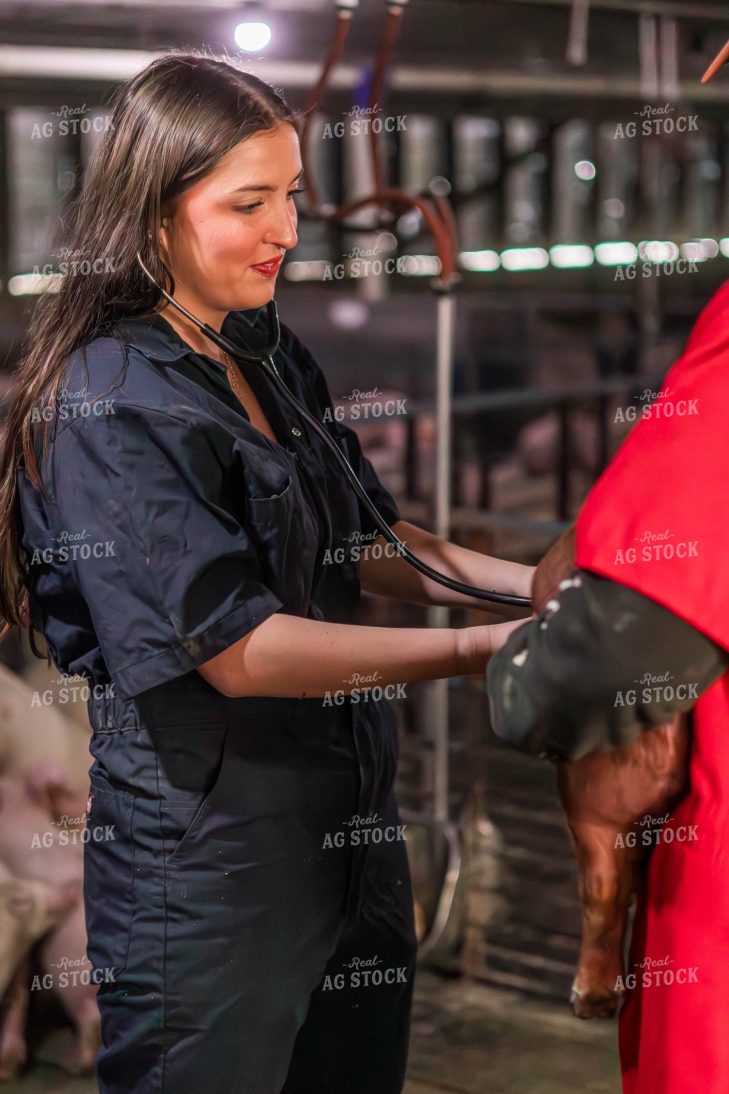Female Veterinarian Checking Weaned Pigs 289089