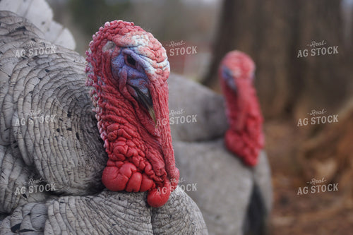 Turkeys 126009