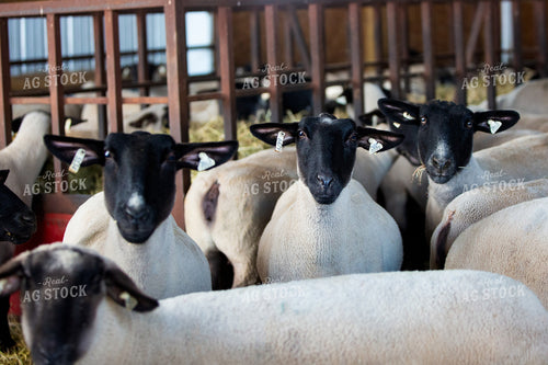 Sheep in Barn 90078