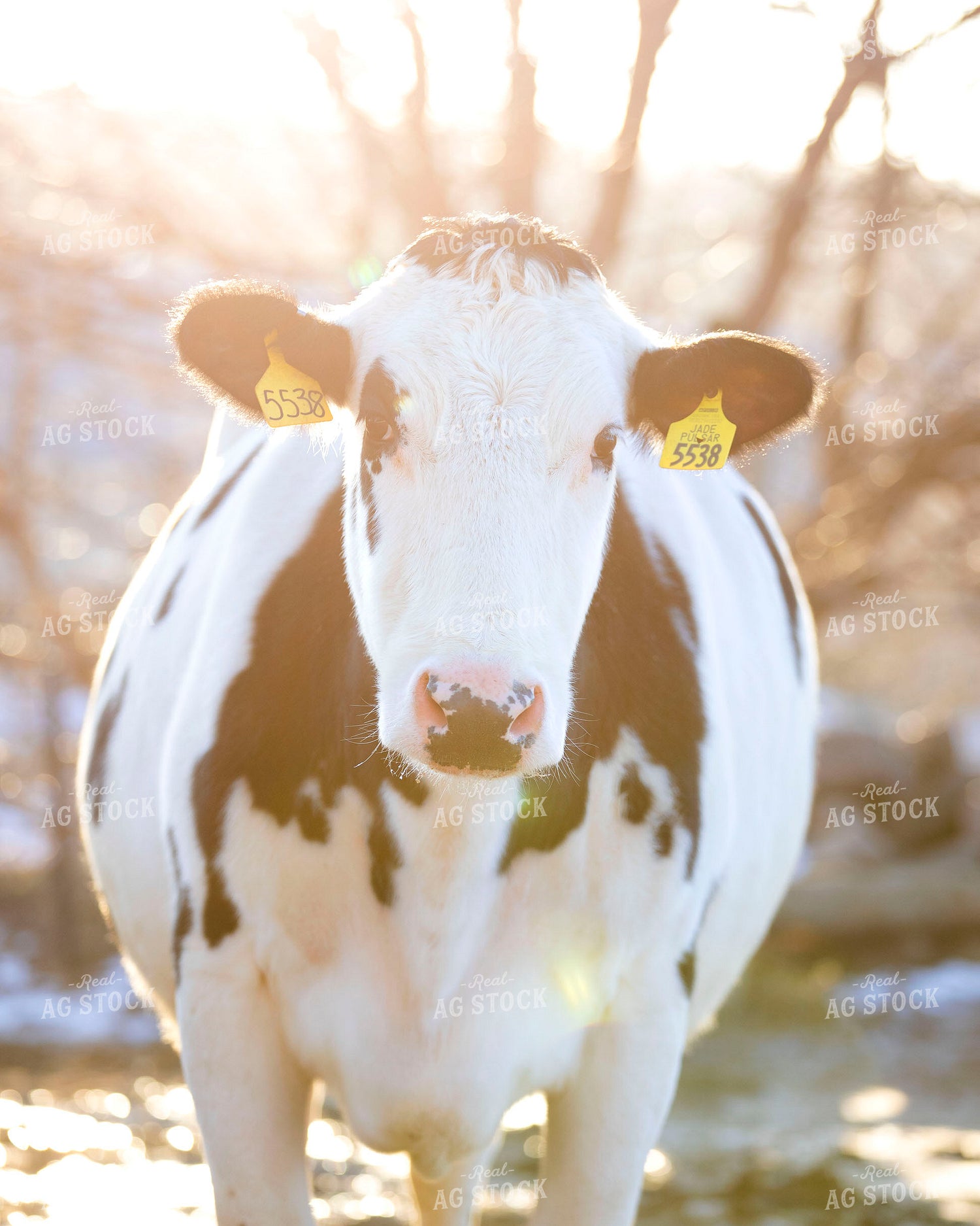 Holstein Dairy Cow 55000