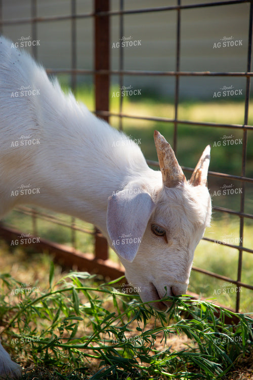 Goat 208068