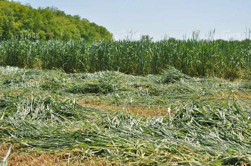 Triticale Wet Baling Forage 125026