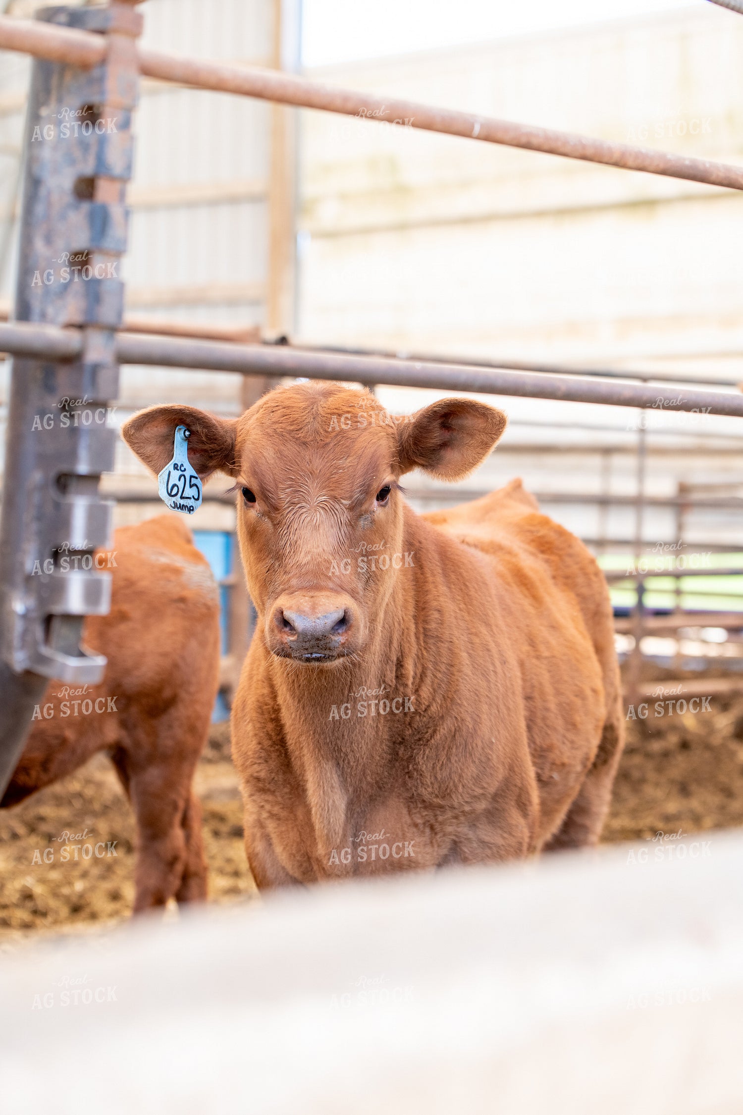 Red Angus Calf 193063
