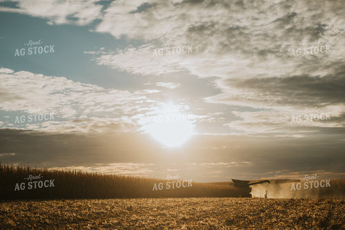 Corn Harvest 6952
