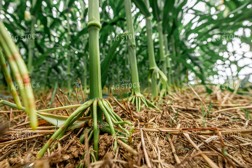 Corn Aerial Roots 270593