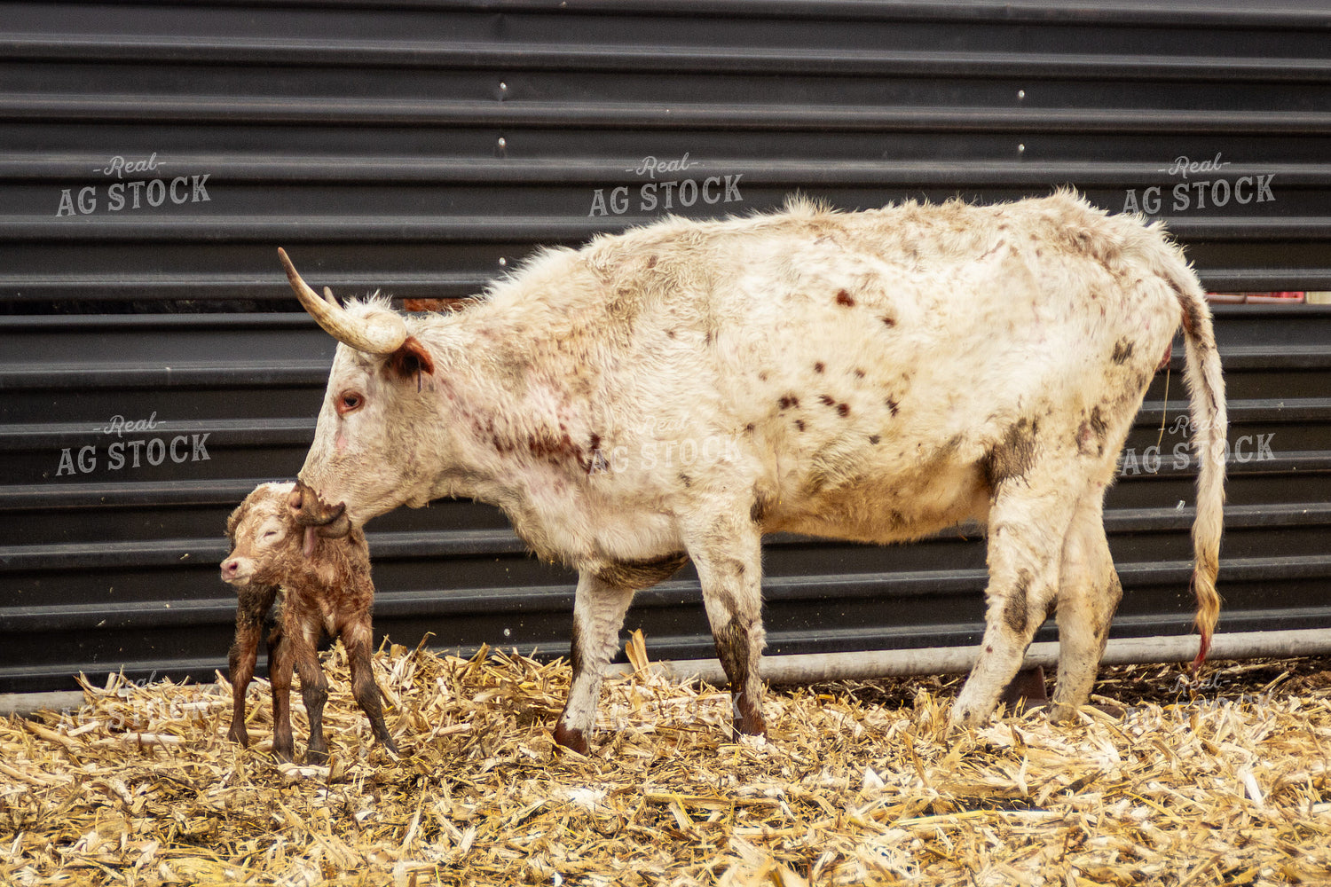 Longhorn Cow Calf Pair 155112