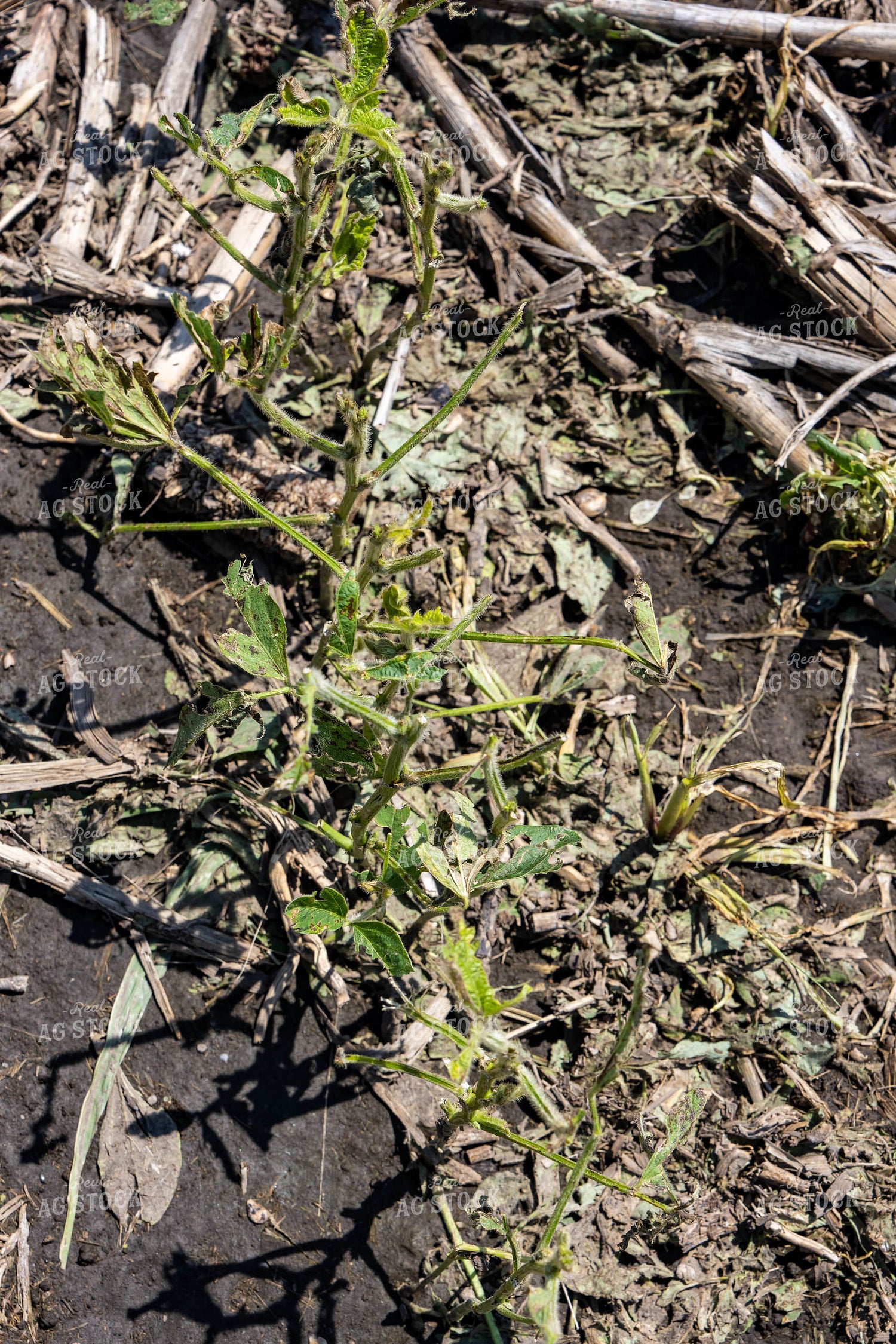 Hail Damaged Soybean Field 65906