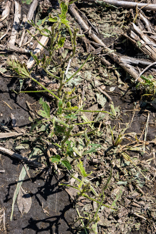 Hail Damaged Soybean Field 65906