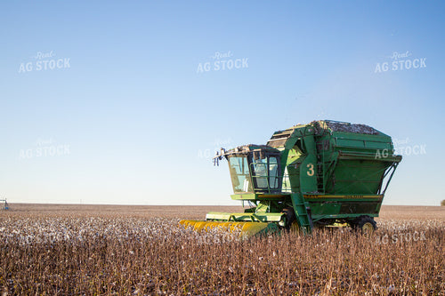 Cotton Harvest 208102