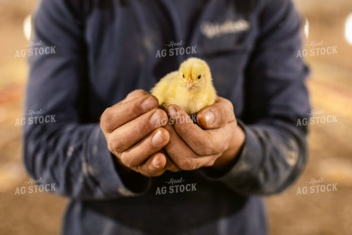 Farmer Holding Chick 280011