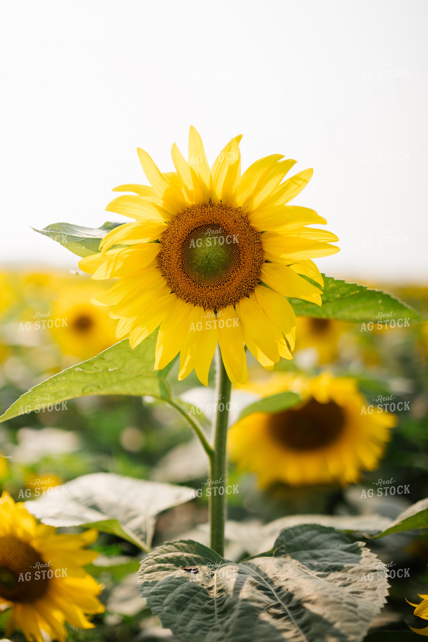 Sunflower 137076
