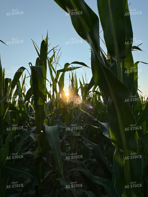 Midseason Corn 228015