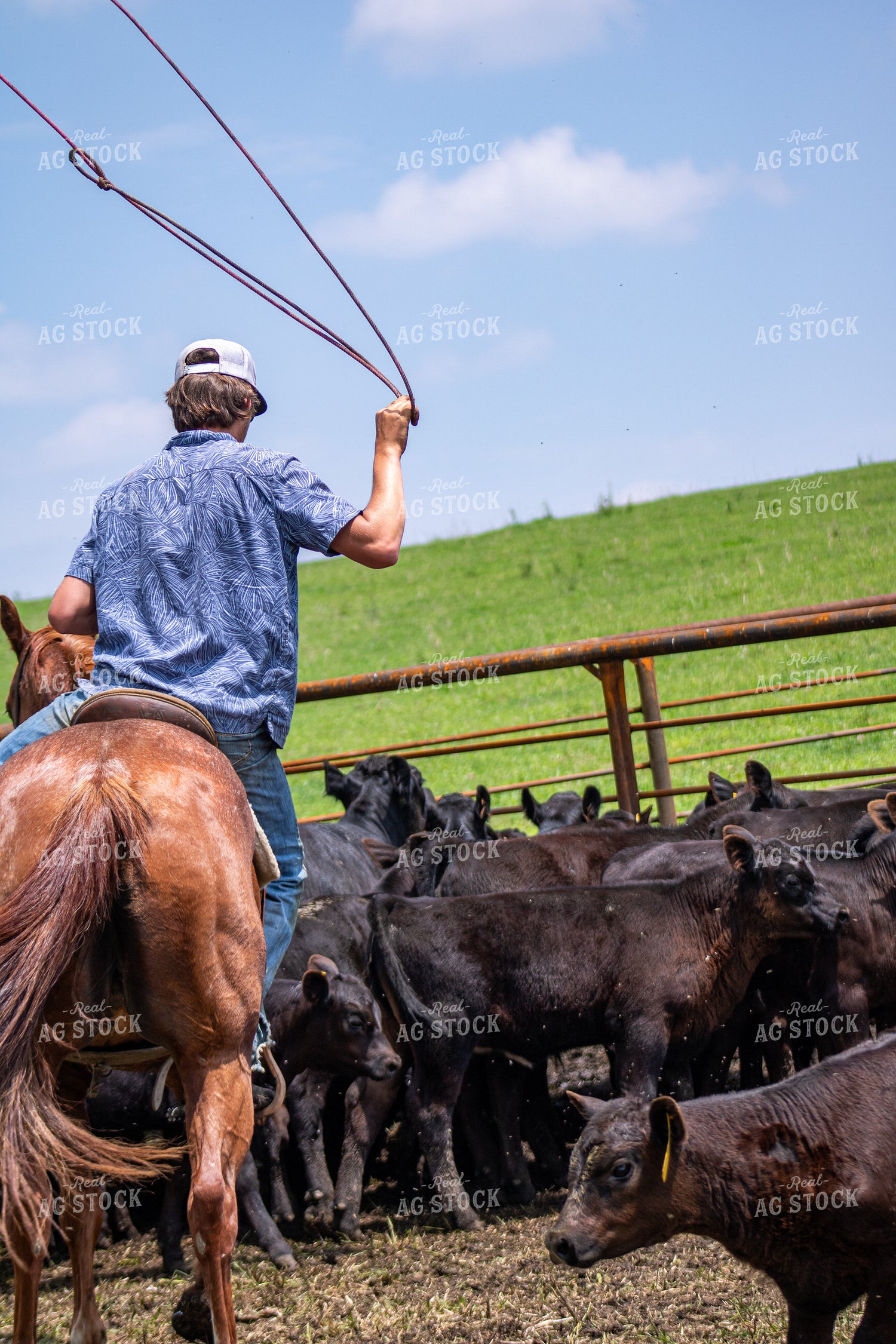 Rancher Roping Cattle 214197