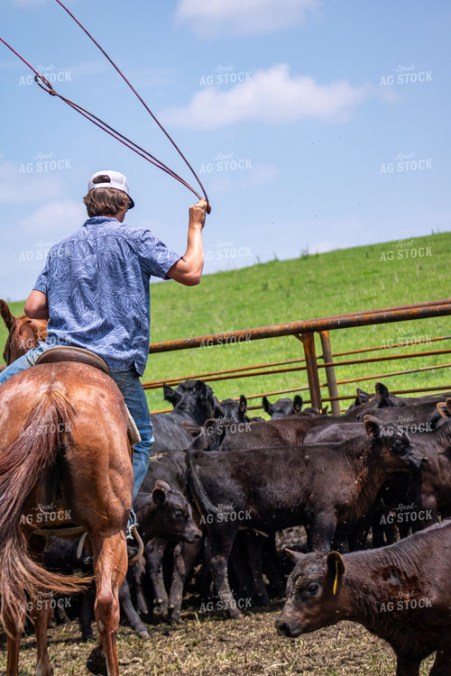 Rancher Roping Cattle 214197