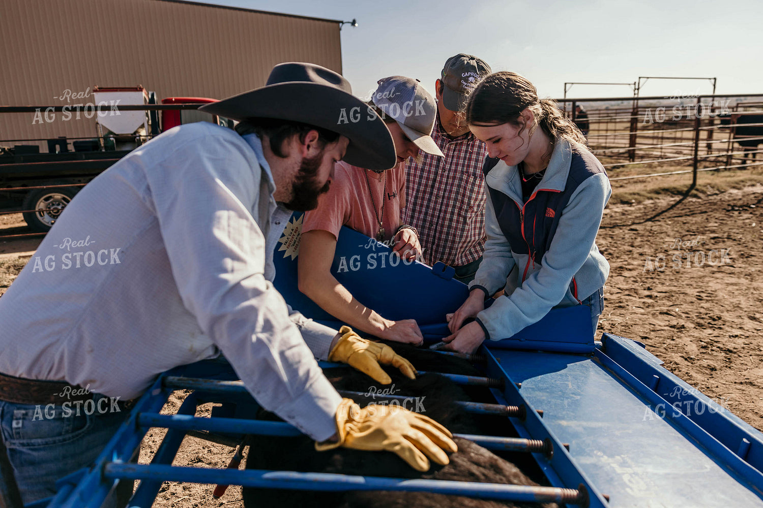 Vaccinating Cattle 98075