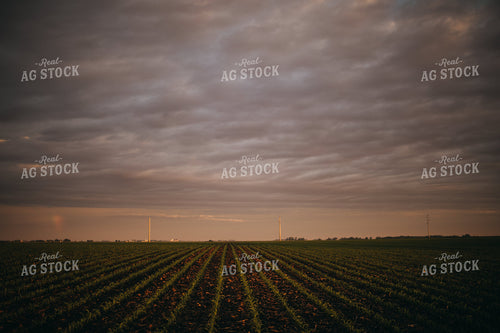 Rows of Early Stage Corn at Sunset 4322