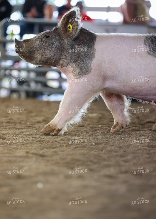 Showing Pigs 160081