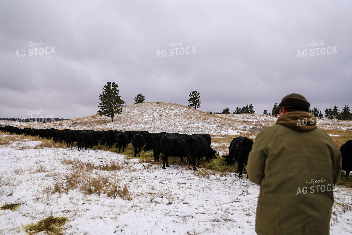 Commercial Black Angus Eating Hay in Winter Pasture 87021