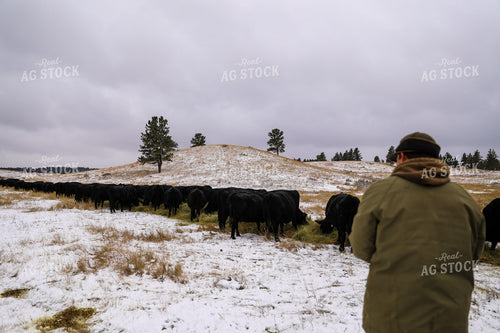 Commercial Black Angus Eating Hay in Winter Pasture 87021