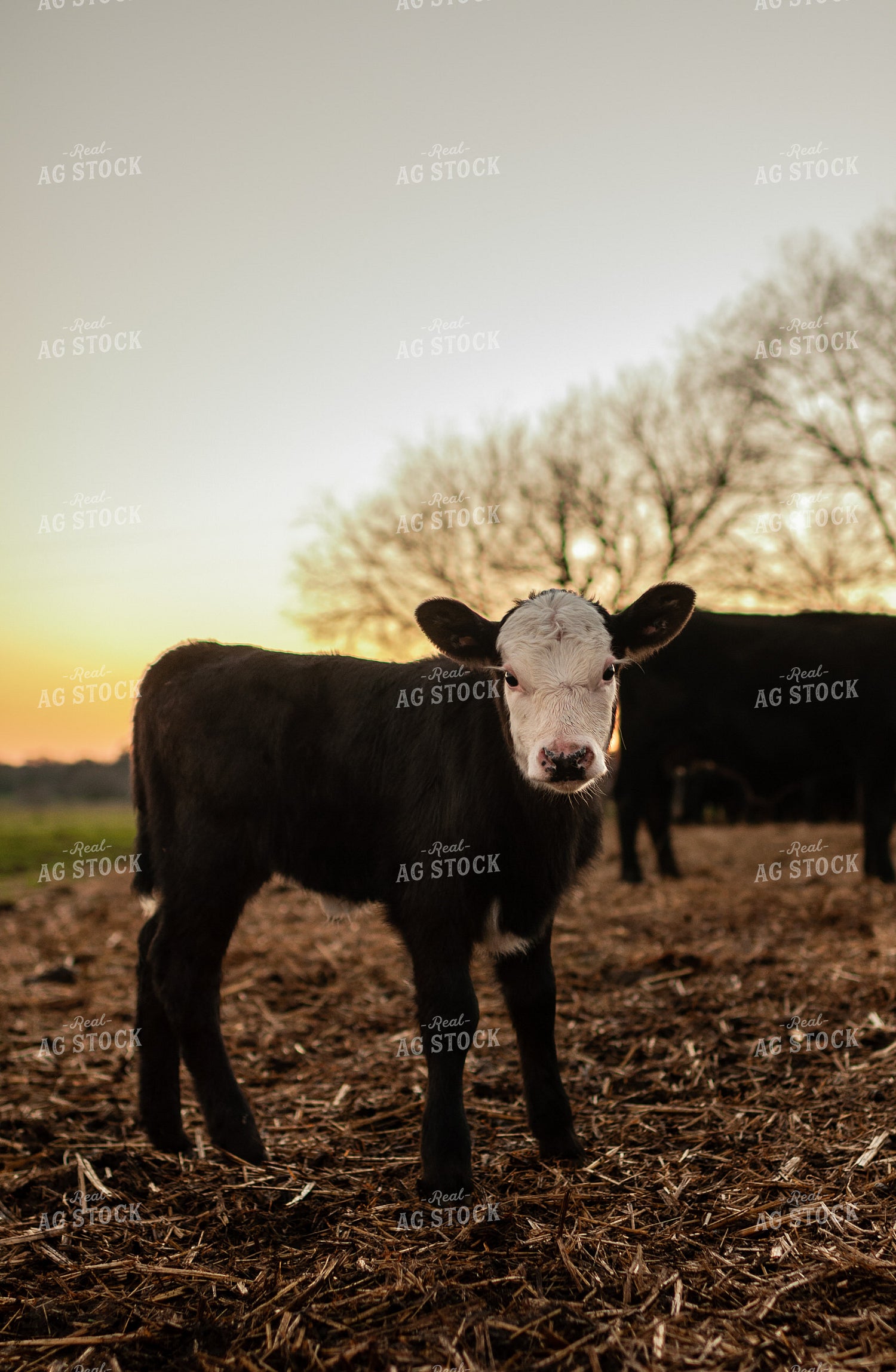 Black Baldy Calf 59079