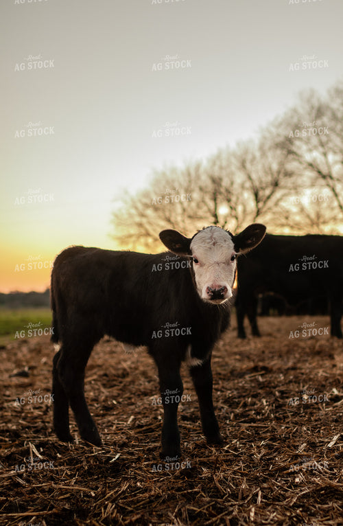 Black Baldy Calf 59079