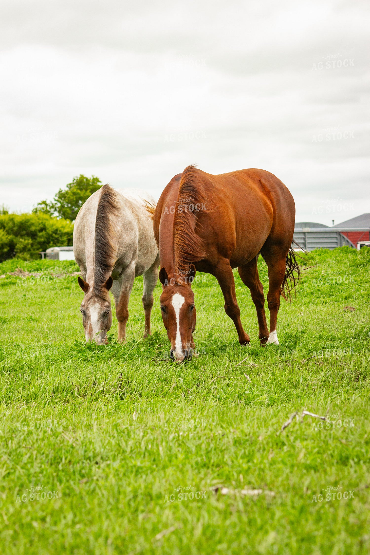 Horse 155236