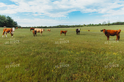 Cow Calf Pairs on Pasture 203019