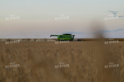 Soybean Harvest 93352