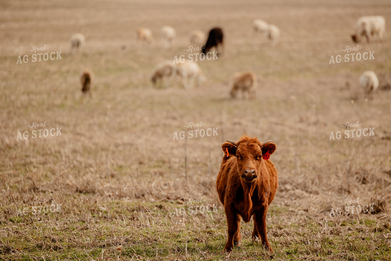 Sheep and Cattle Grazing 104035